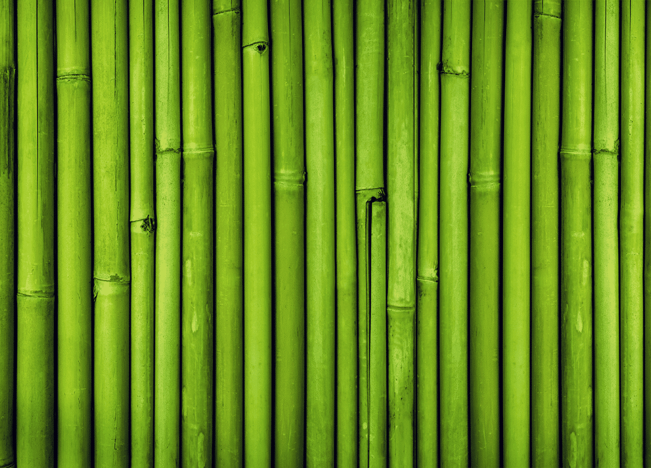 bamboo forest bamboo needle