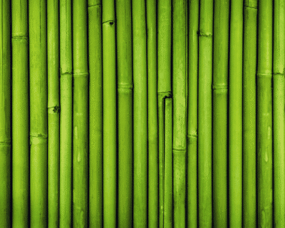 bambus wald Olivenholz