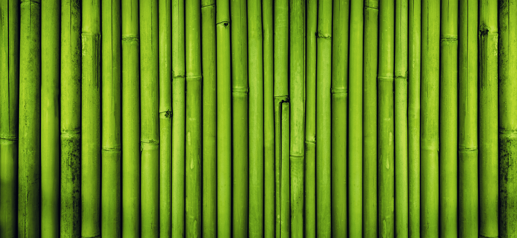 bambus wald addi-Neuheiten 2024
