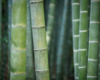 Bamboo Growth Bamboo 3028709 1280 Bamboo Needle