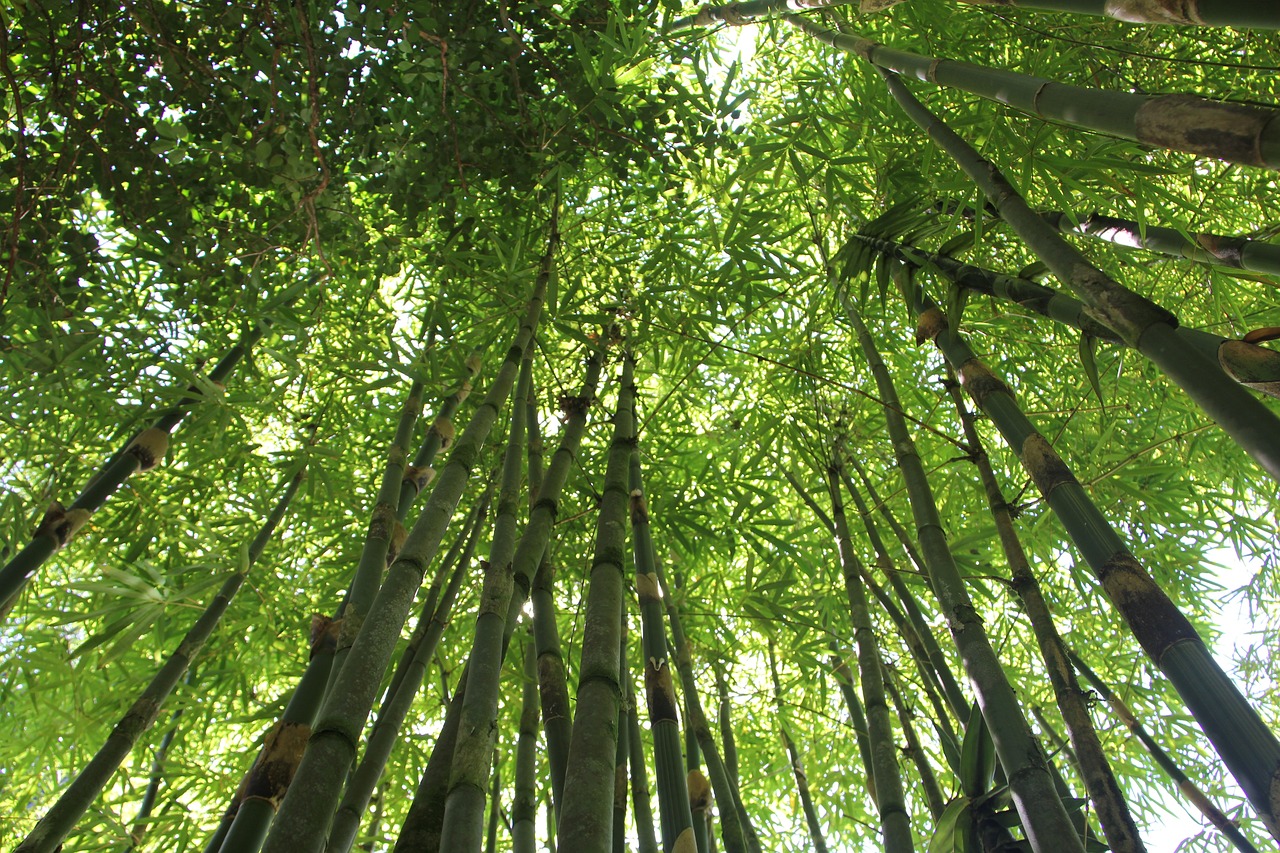 Häkelnadeln aus Bambus