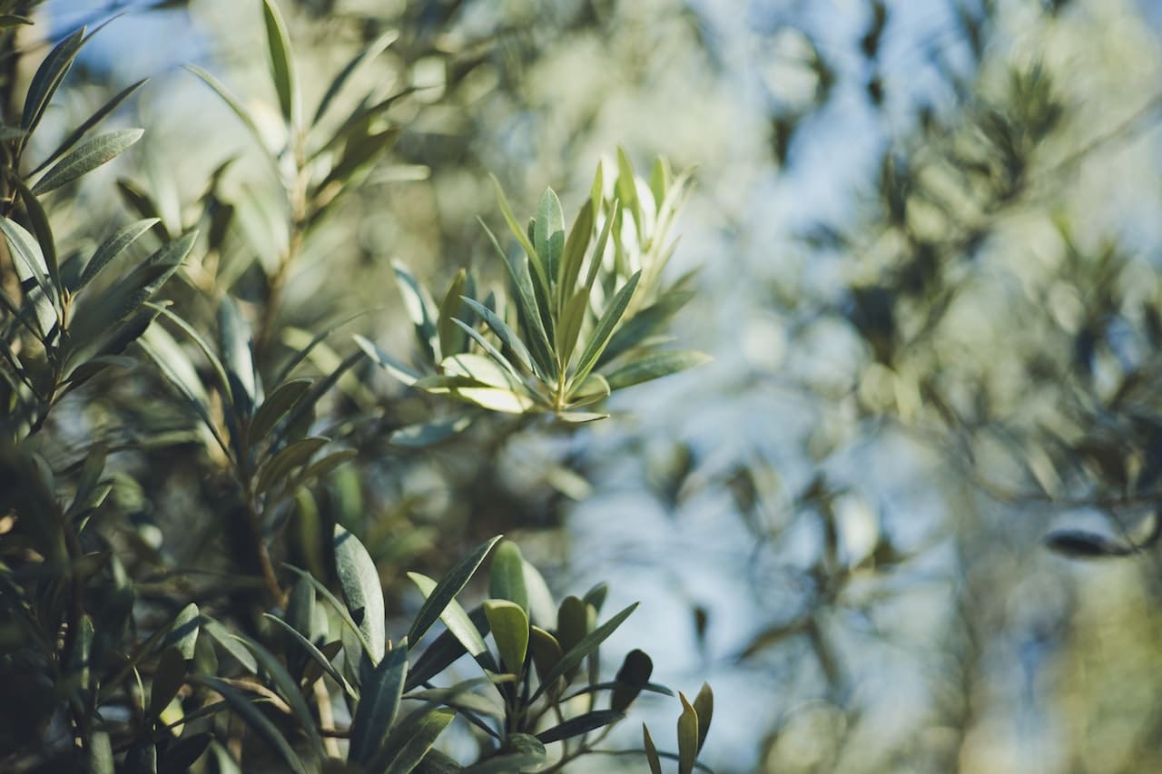 Häkelnadeln aus Olivenholz