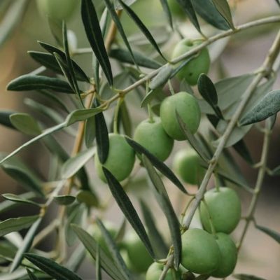 Olivenholz, Olivenbaum mit Früchten