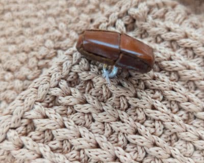 Handytasche tunesisch hakeln Knopf annahen Handytasche Tunesisch Häkeln